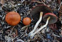 Media resource of Leratiomyces ceres