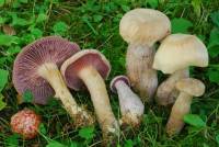 Media resource of Laccaria ochropurpurea