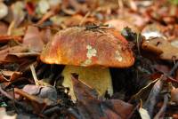 Media resource of Leccinum manzanitae