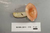 Media resource of Russula betularum