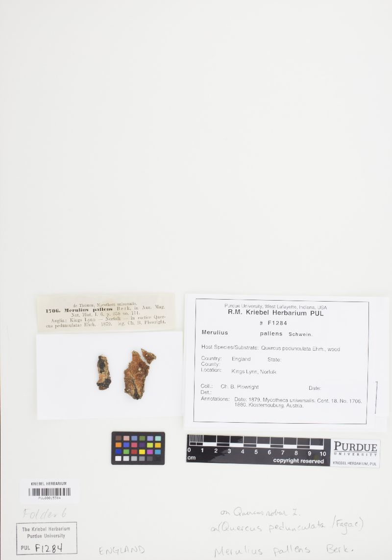 Merulius pallens image
