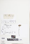 Panaeolus papilionaceus var. papilionaceus image