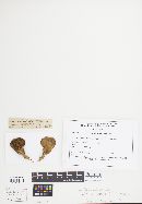 Panus conchatus image
