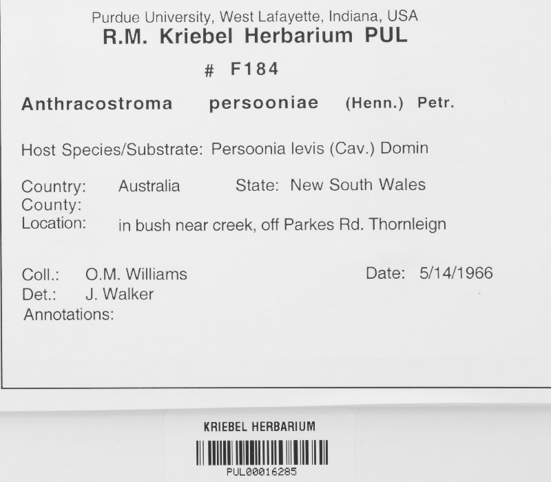 Anthracostroma persooniae image