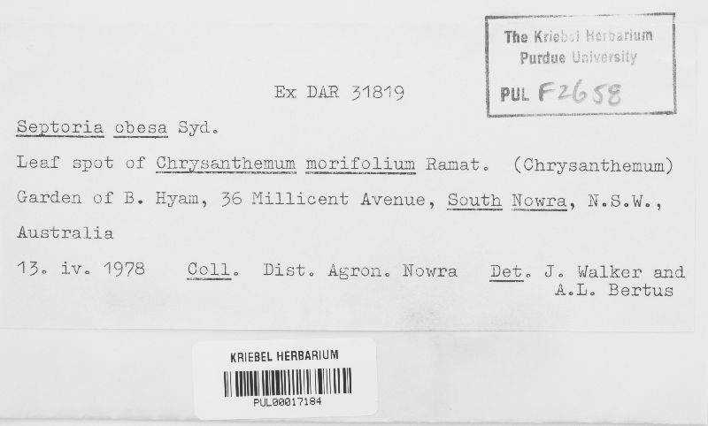 Septoria obesa image
