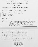 Media resource of Microbotryum bistortarum