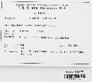 Media resource of Farysia caricis