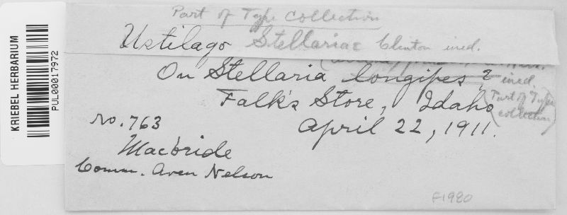 Microbotryum alsines image