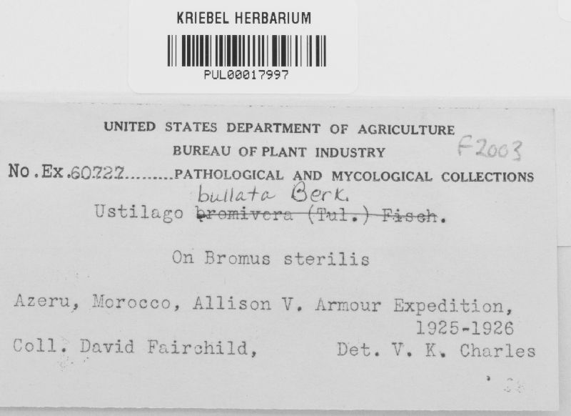 Ustilago bullata image