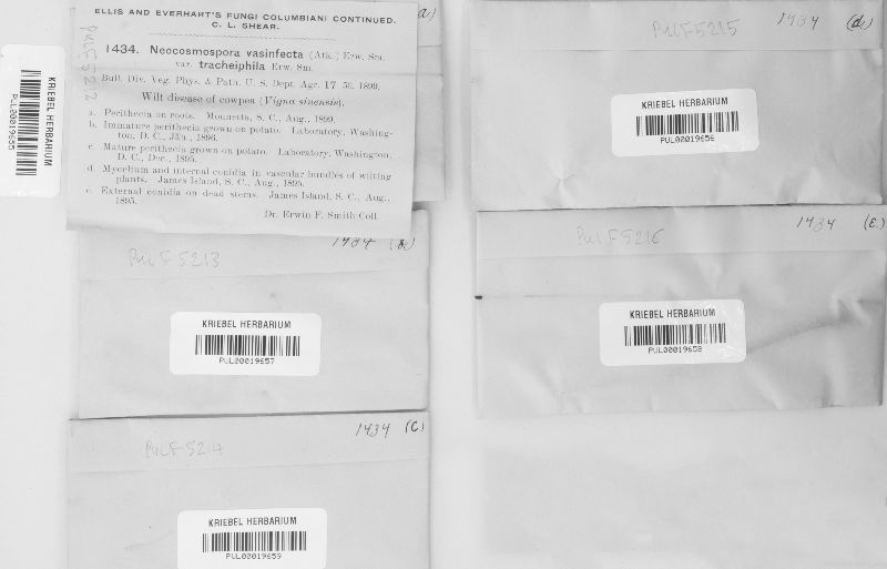 Neocosmospora vasinfecta var. tracheiphila image