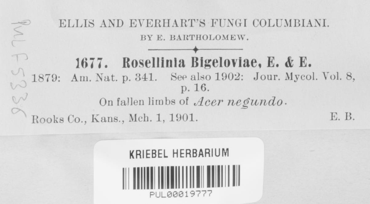 Rosellinia bigeloviae image