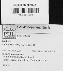 Cordyceps militaris image