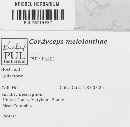 Media resource of Cordyceps melolonthae