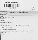 Cladonia ochrochlora image