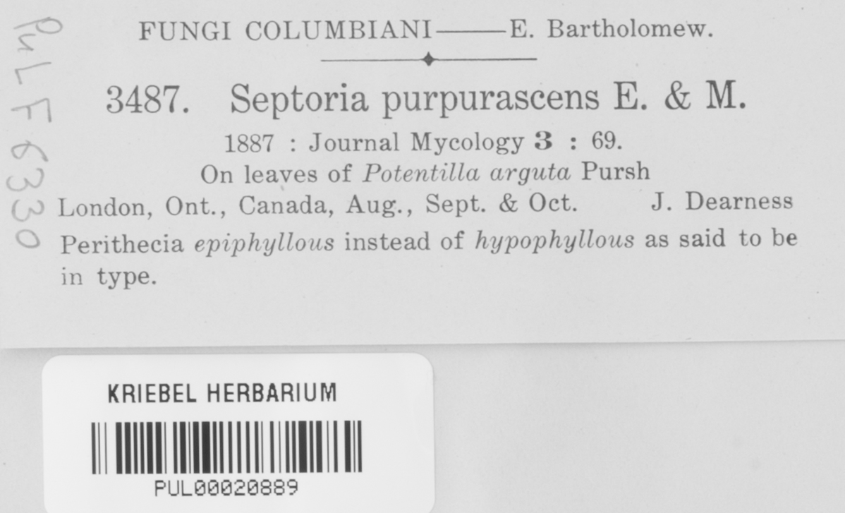 Septoria purpurascens image