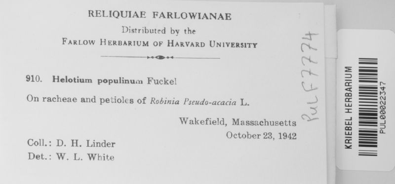 Calycellina populina image