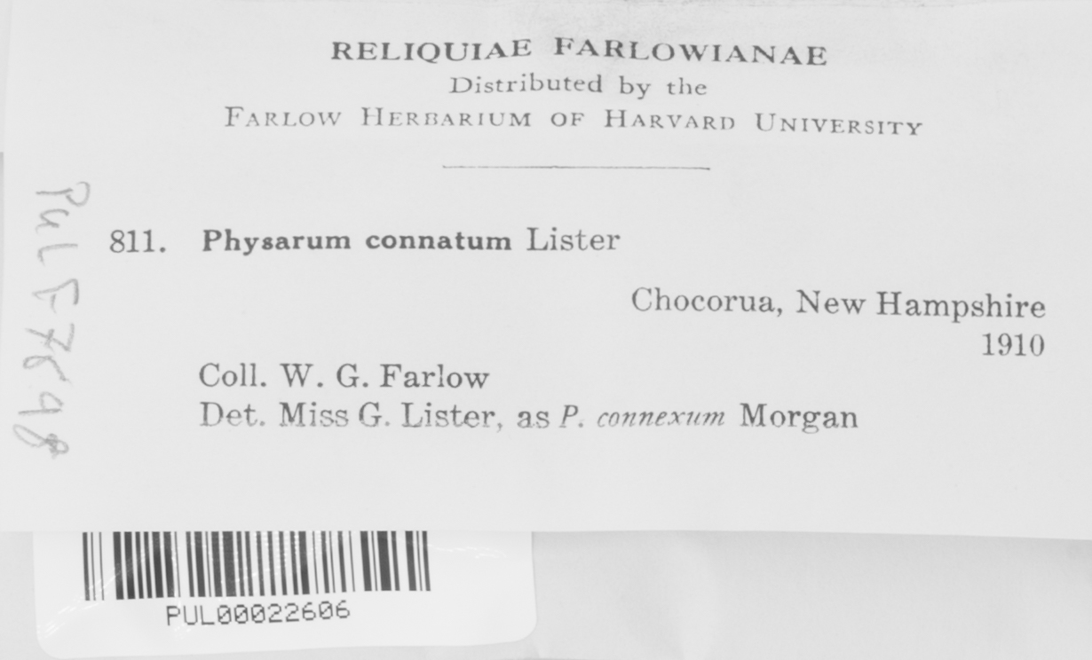 Physarum connatum image
