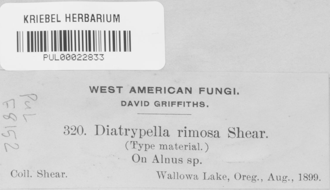 Diatrypella rimosa image
