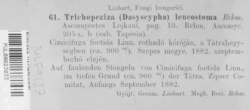 Solenopezia leucostoma image