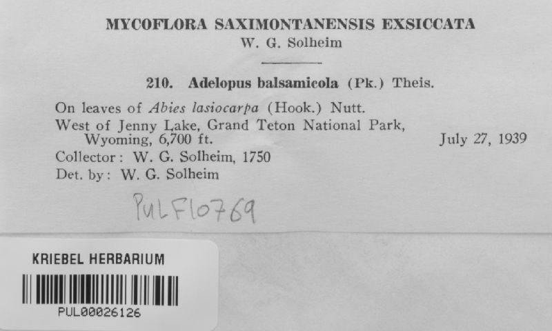 Phaeocryptopus nudus image