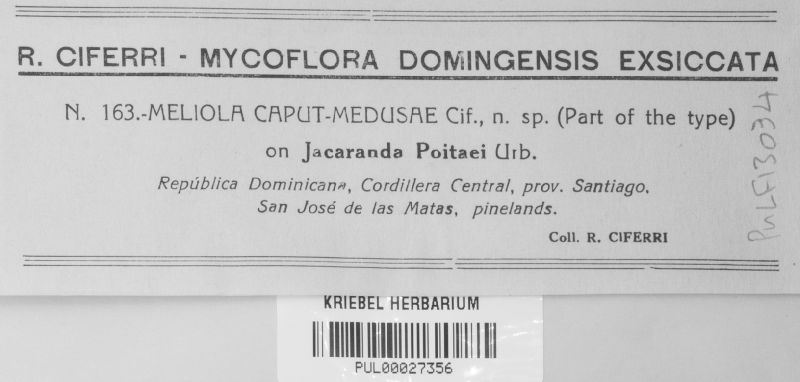 Meliola caput-medusae image