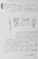 Heterosphaeria patella image