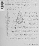 Septoria oleandrina image