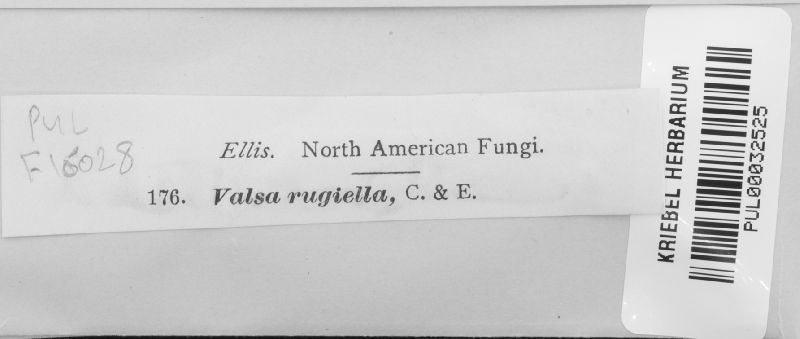 Valsa rugiella image