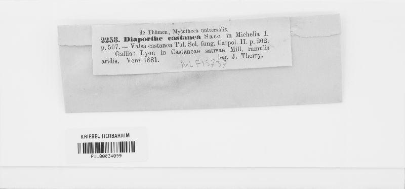 Cryptodiaporthe castanea image