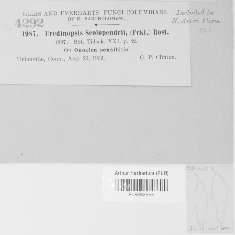 Uredinopsis americana image