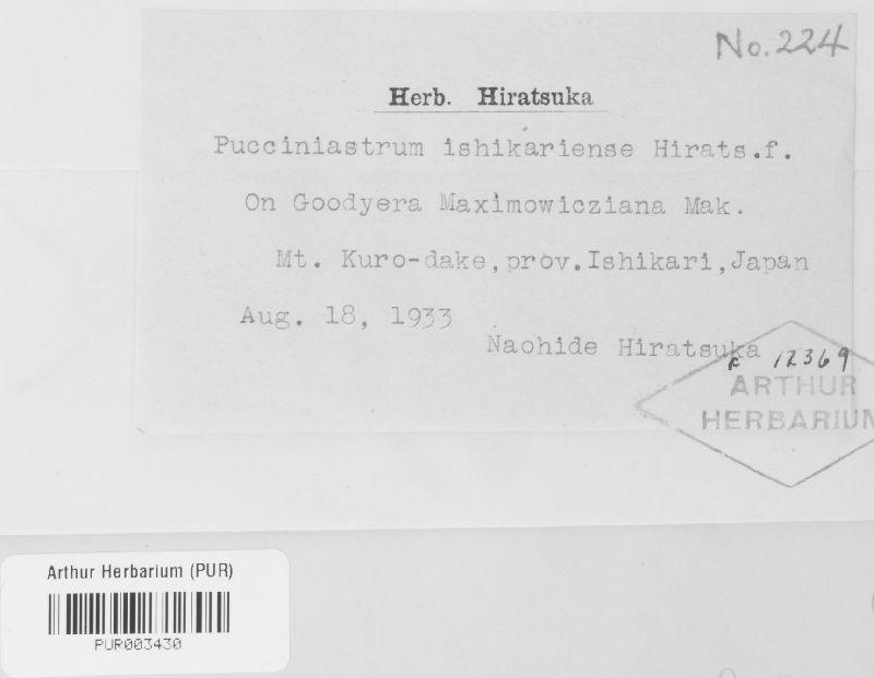 Pucciniastrum ishikariense image