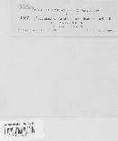 Pucciniastrum americanum image