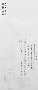 Pucciniastrum epilobii image