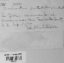 Pucciniastrum epilobii image