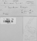 Pucciniastrum epilobii image