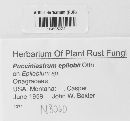 Pucciniastrum epilobii image