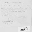 Pucciniastrum epilobii image