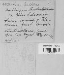 Pucciniastrum goeppertianum image