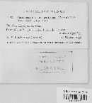 Pucciniastrum goeppertianum image