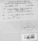 Pucciniastrum goeppertianum image