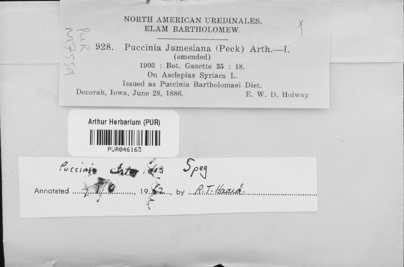 Puccinia jamesiana image