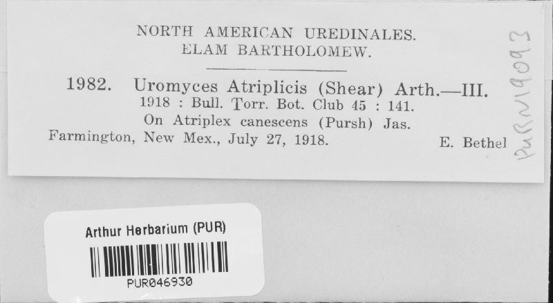 Uromyces atriplicis image