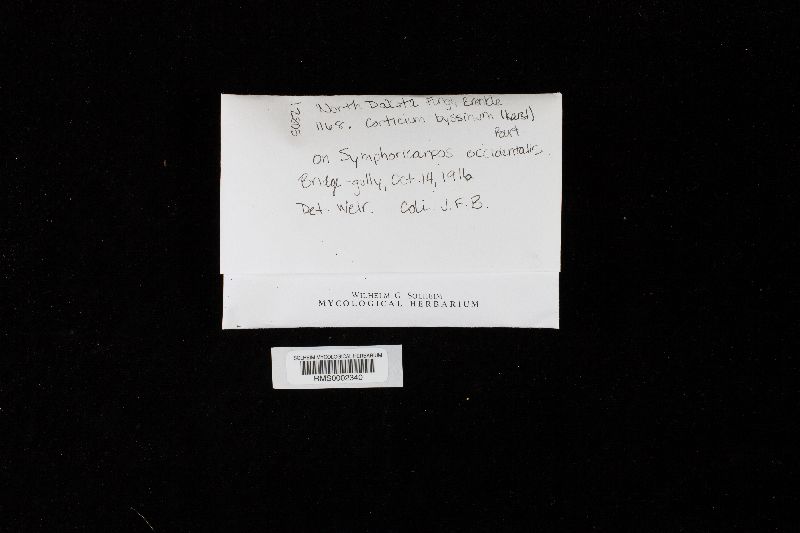 Piloderma byssinum image