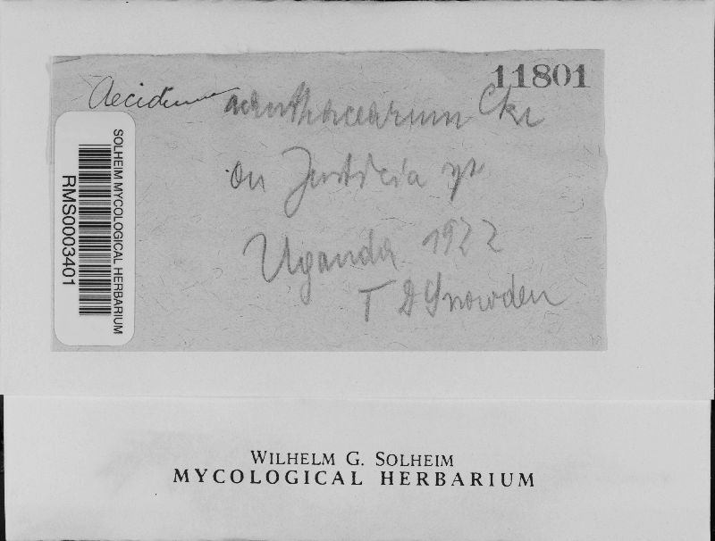 Aecidium acanthacearum image