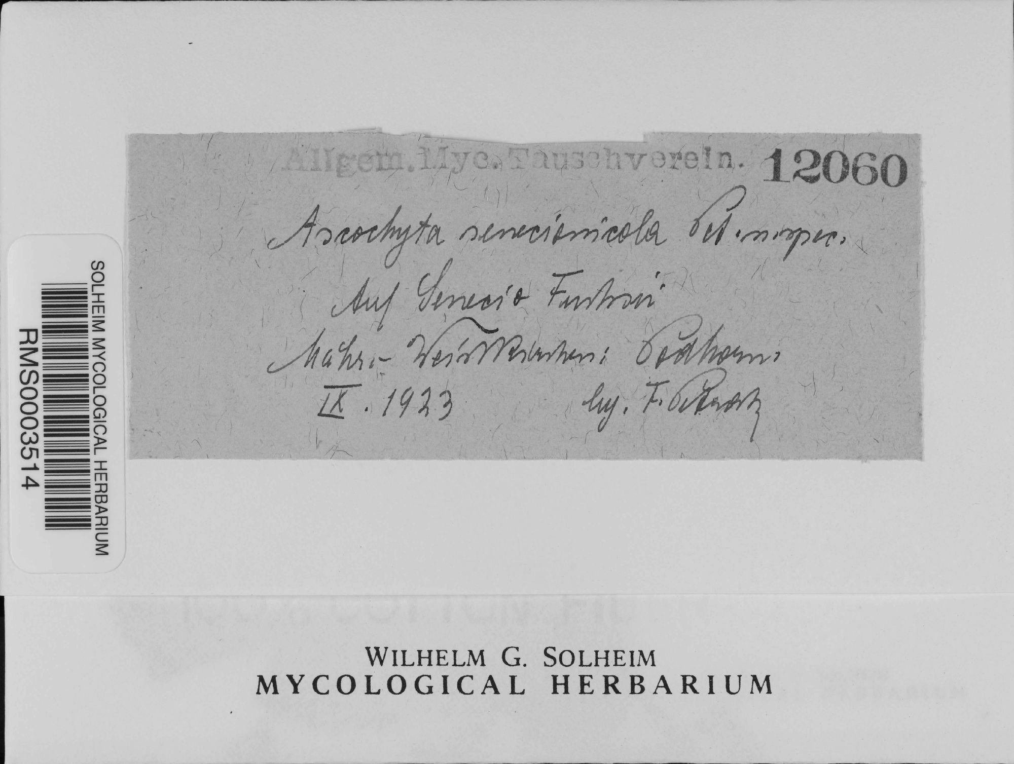 Ascochyta senecionicola