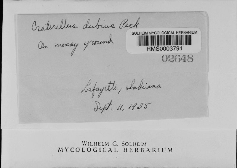 Craterellus dubius image