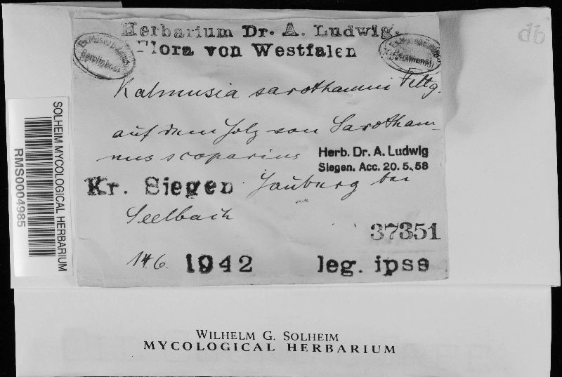 Kalmusia sarothamni image