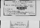 Media resource of Corticium tulasnelloideum