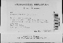 Cryptochaete rufa image