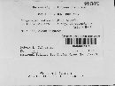 Chrysomyxa ledicola image